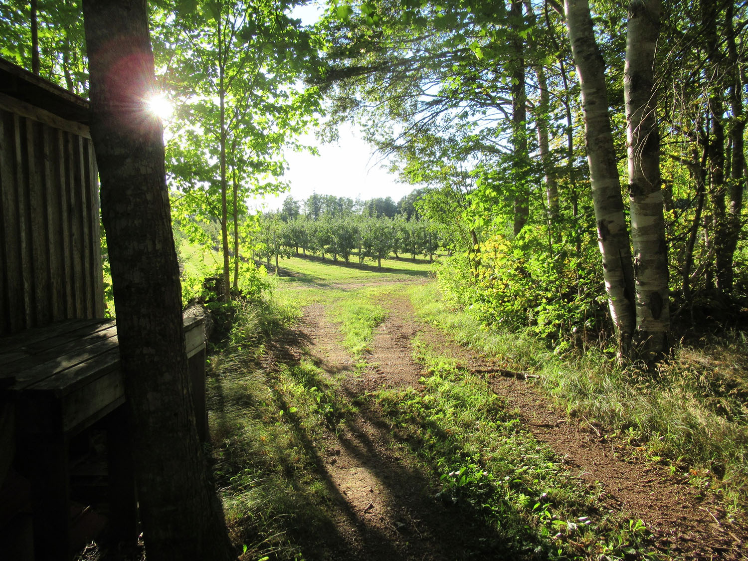 Macphee's Orchard cover