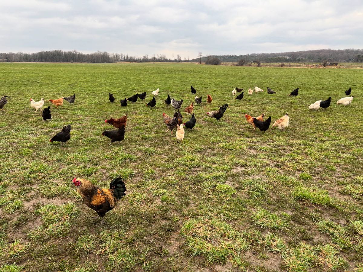Integrated Farms cover