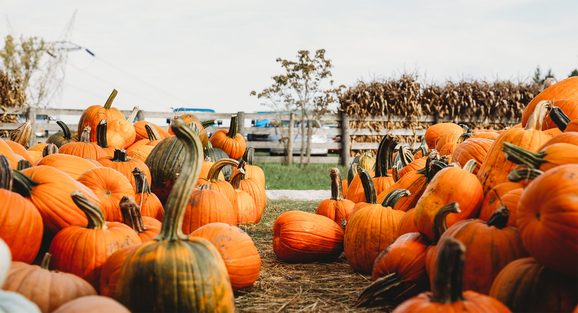 Brooks Farms