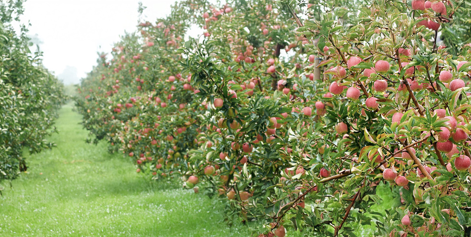 DeVries Fruit Farm cover
