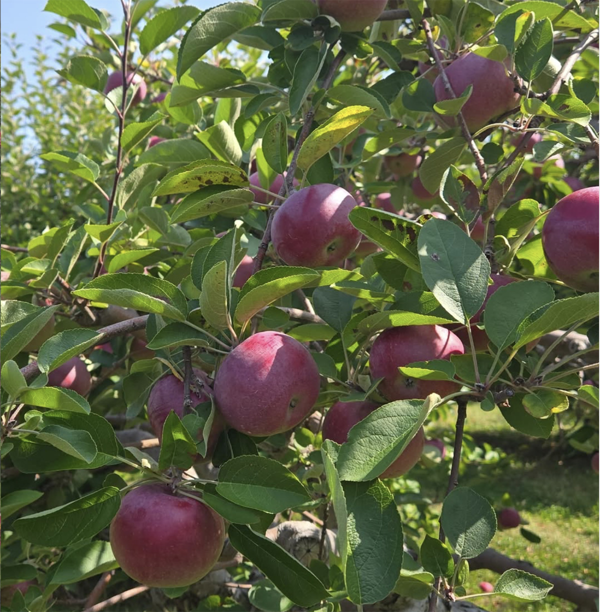 Andrews' Farm Market & Winery