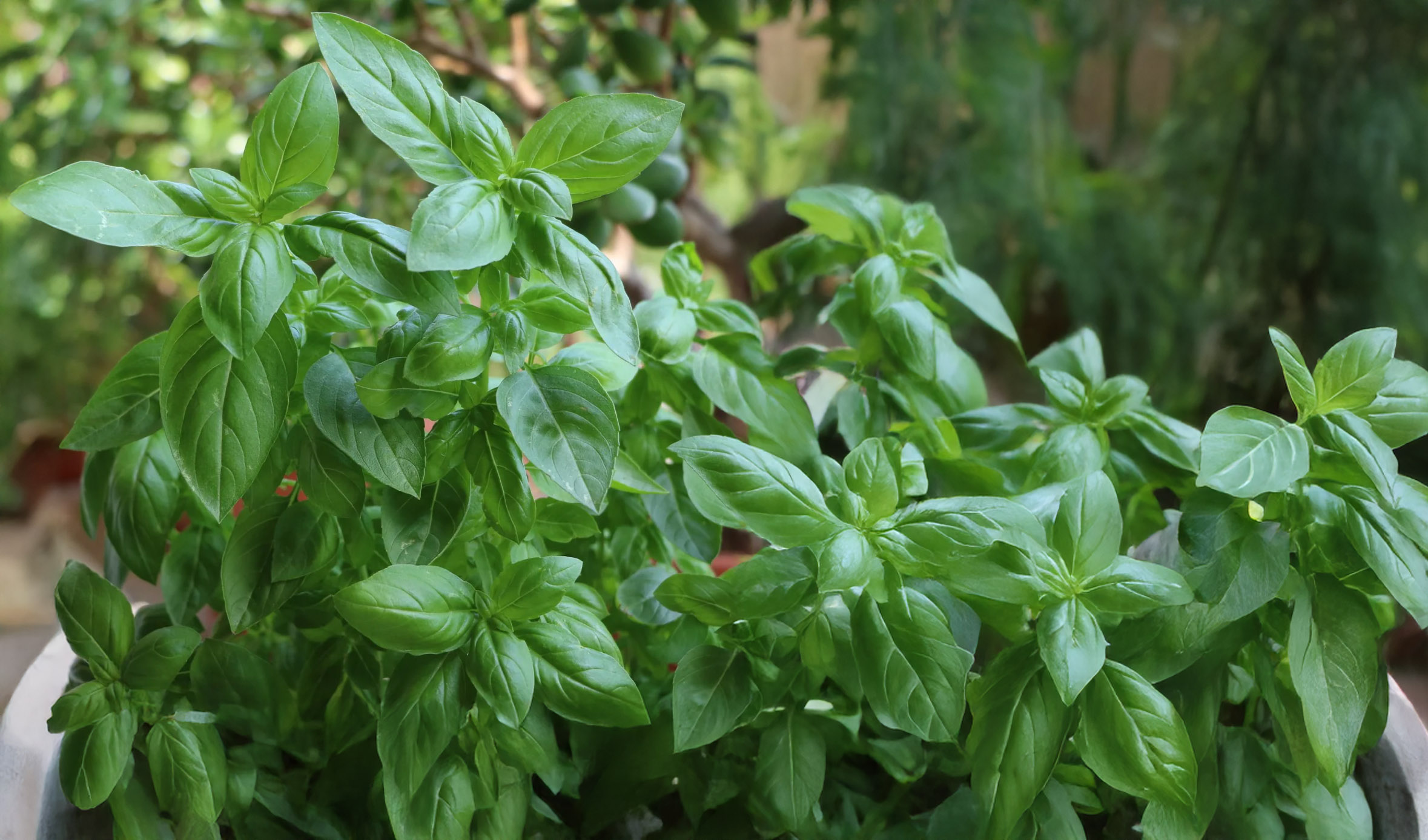 Basil