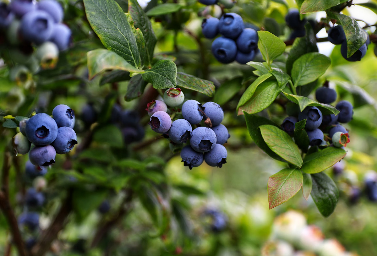 Blueberries (Highbush)