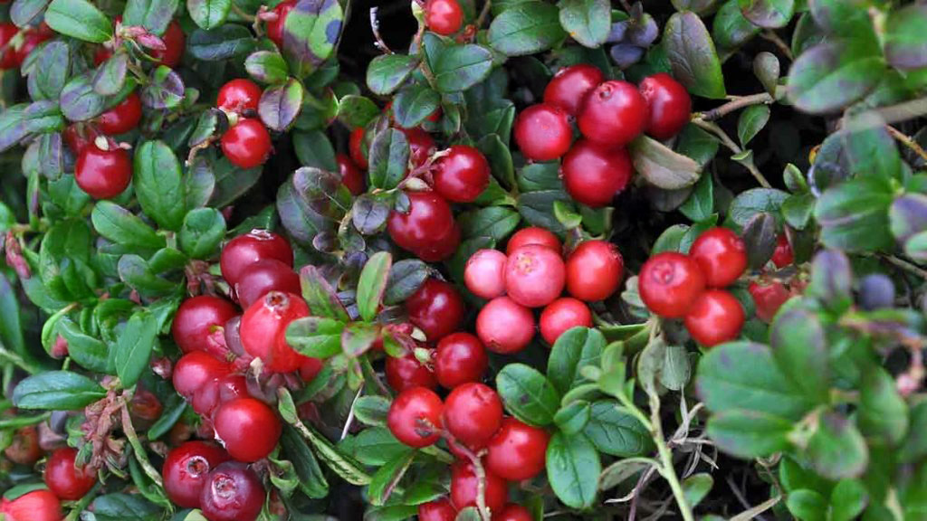 Cranberries