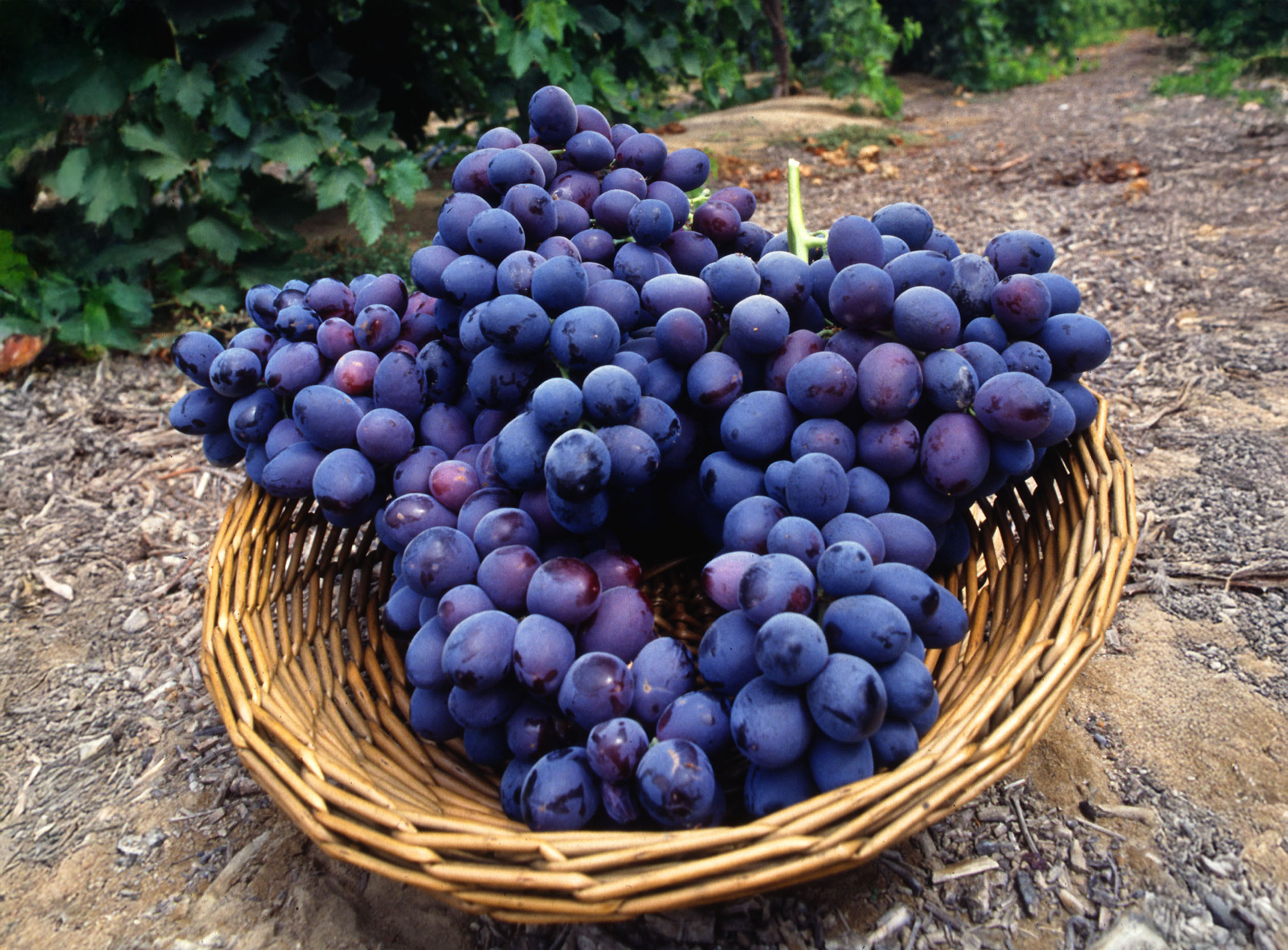 Grapes (Table- Wine)