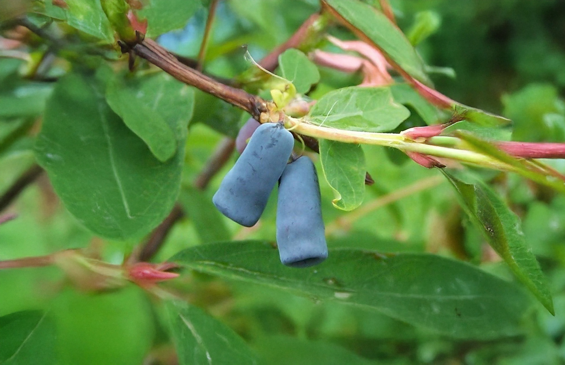 Haskap (Honeyberries)