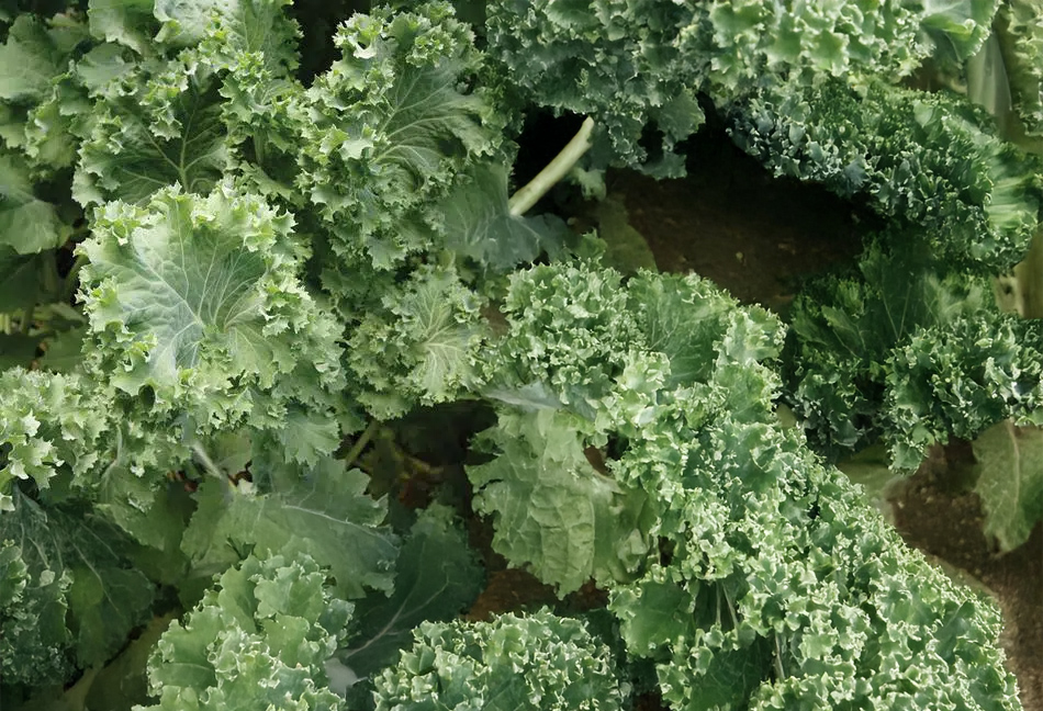 Kale