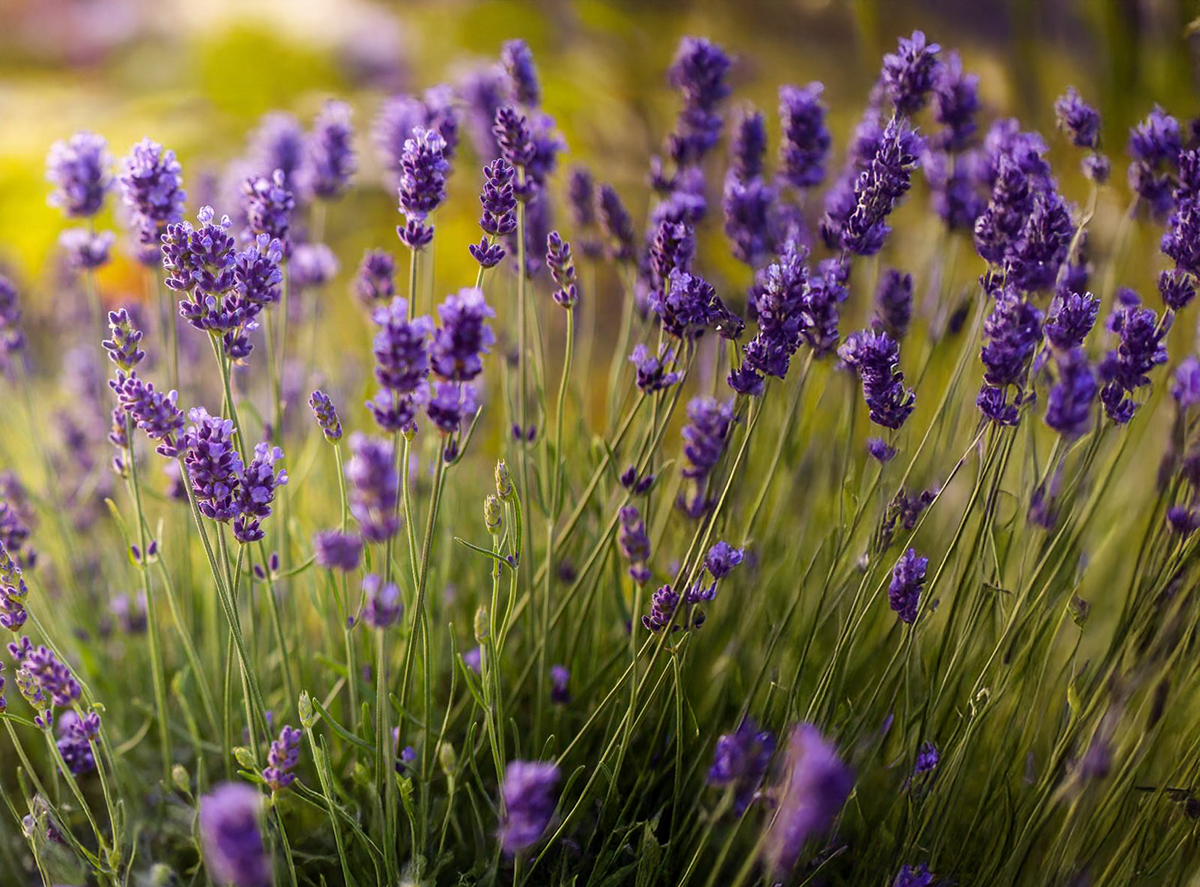 Lavender