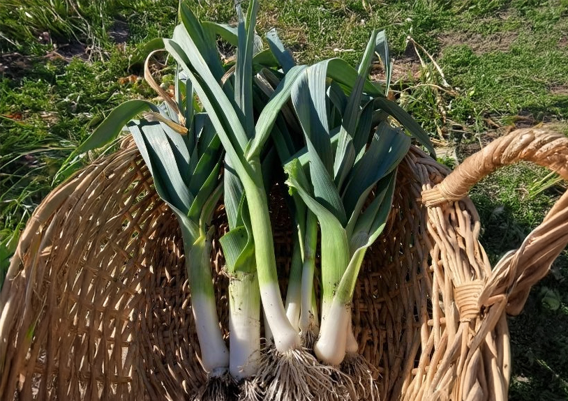 Leeks