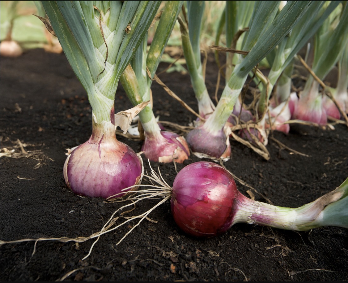 Onions