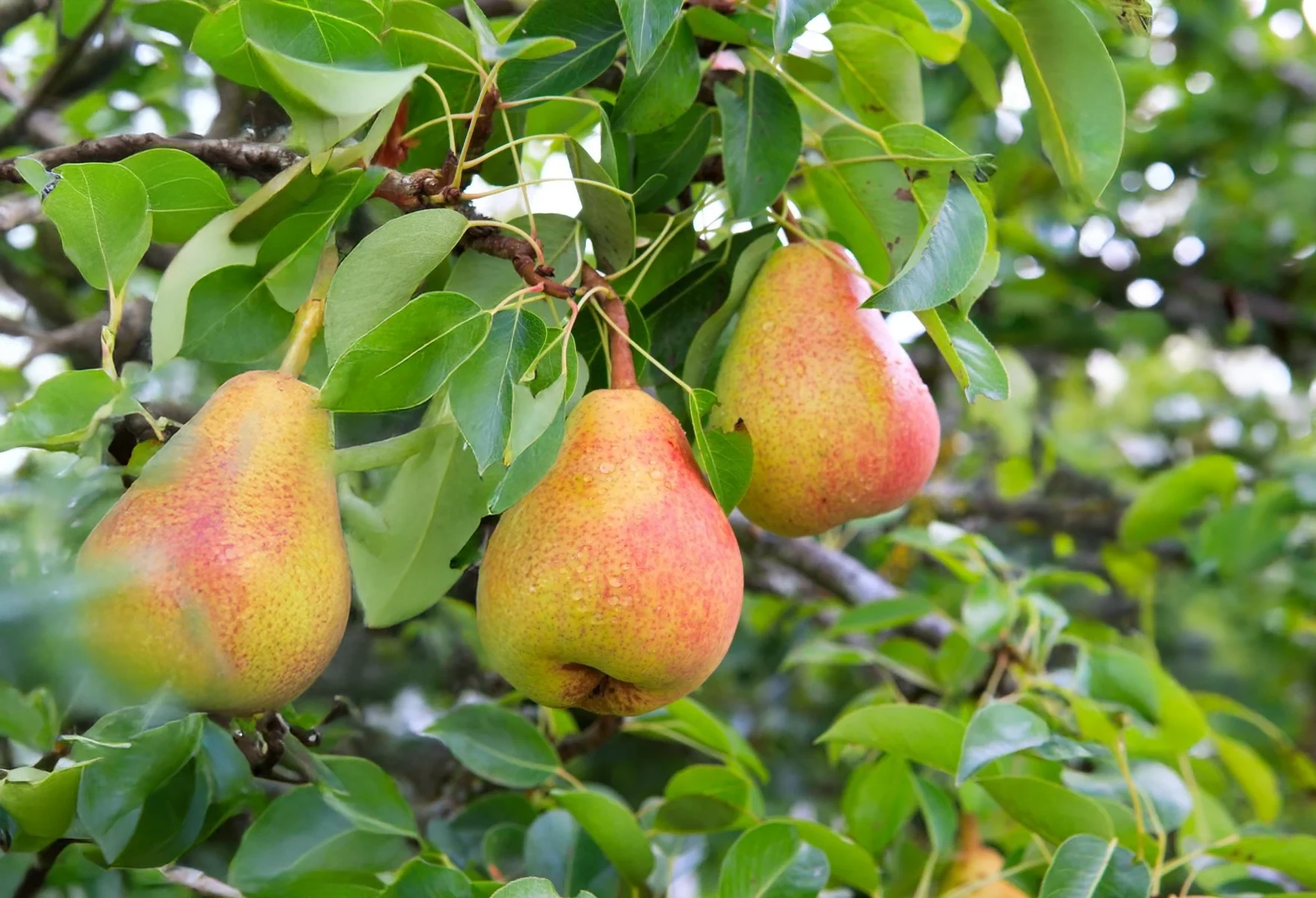 Pears