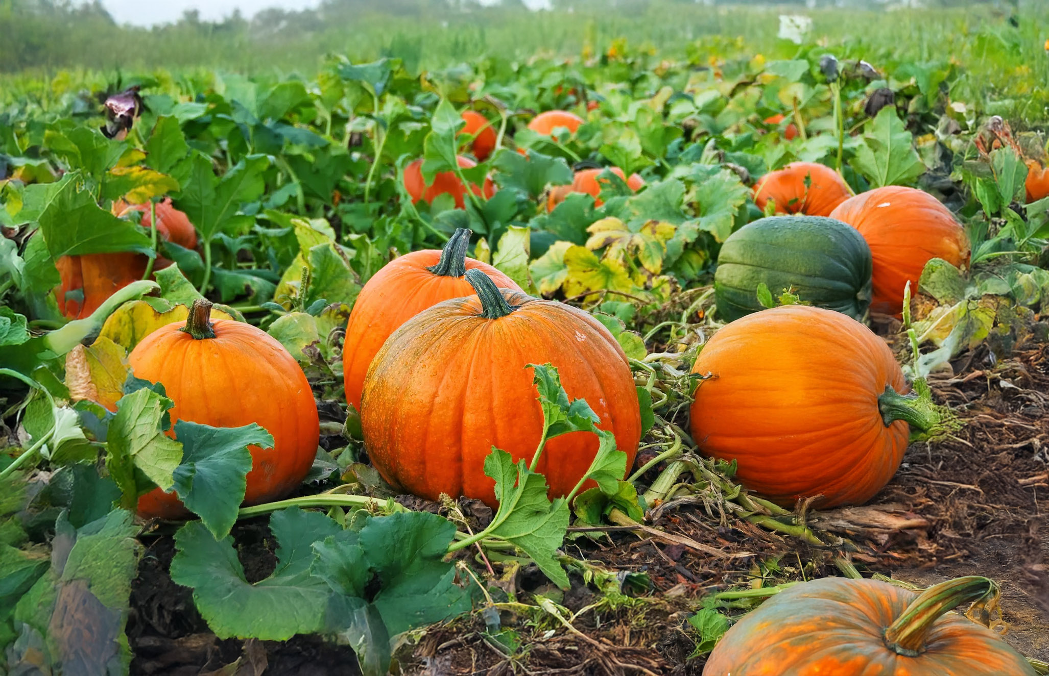 Pumpkin