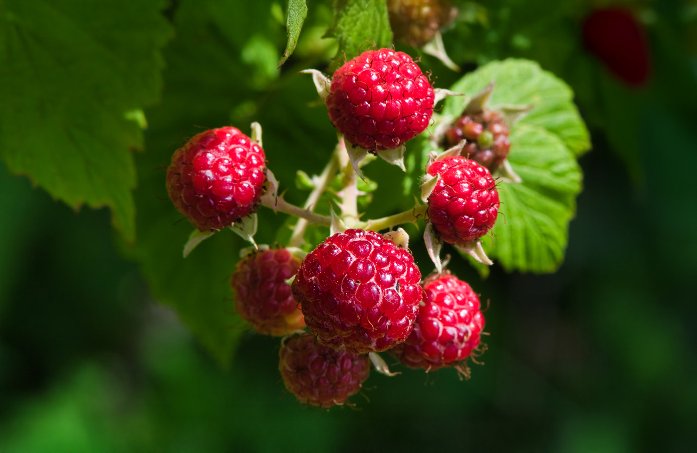 Raspberries