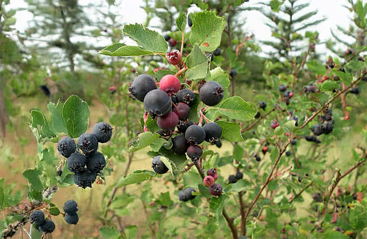 Saskatoon Berries