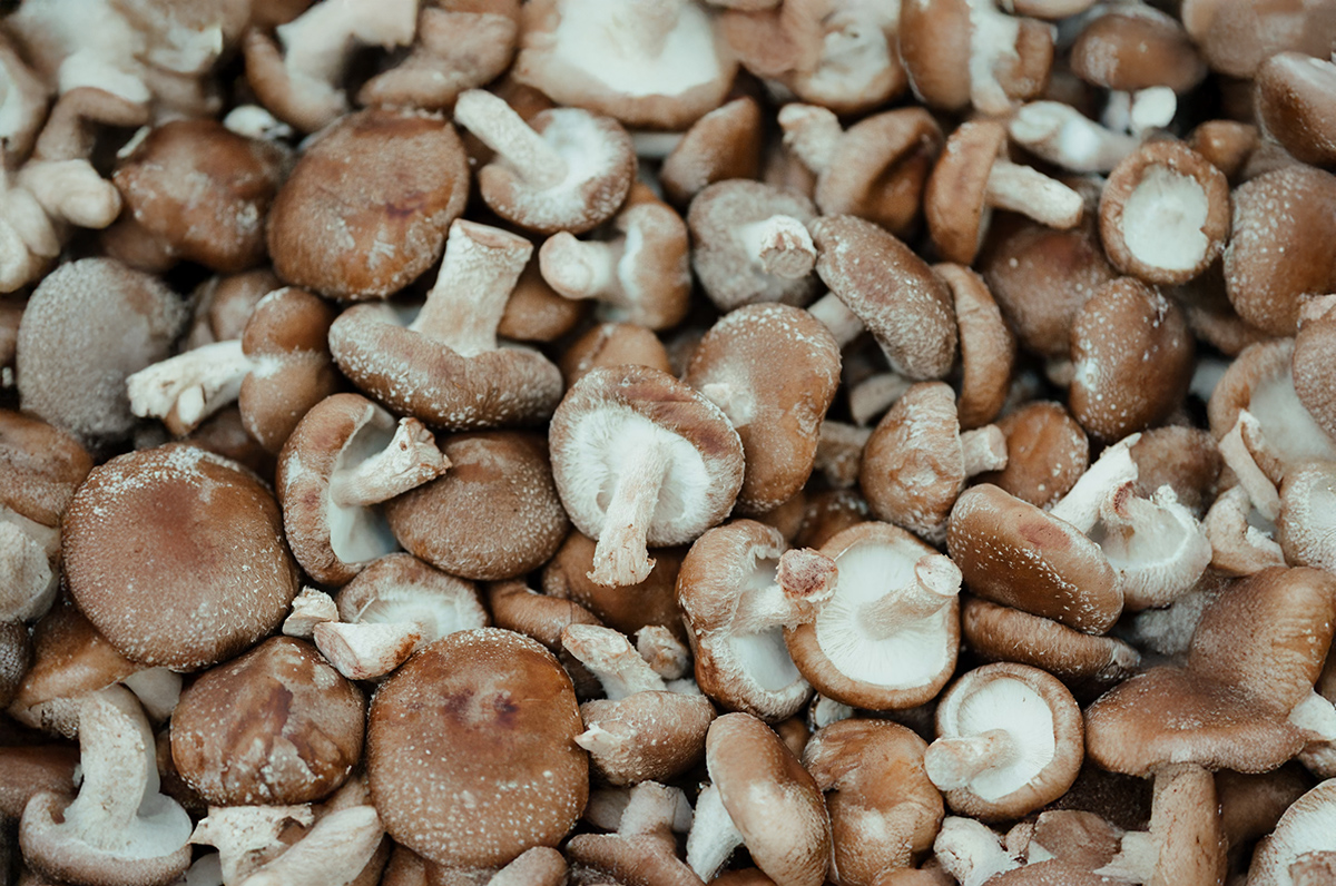 Shiitake Mushroom