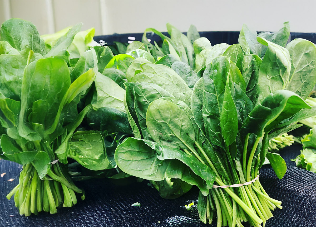 Spinach