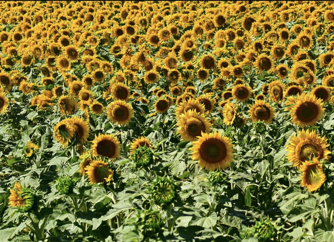Sunflower