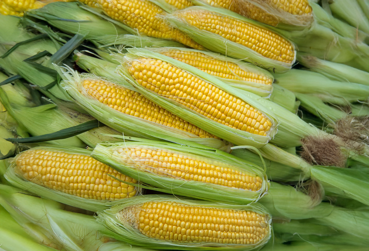Sweet Corn