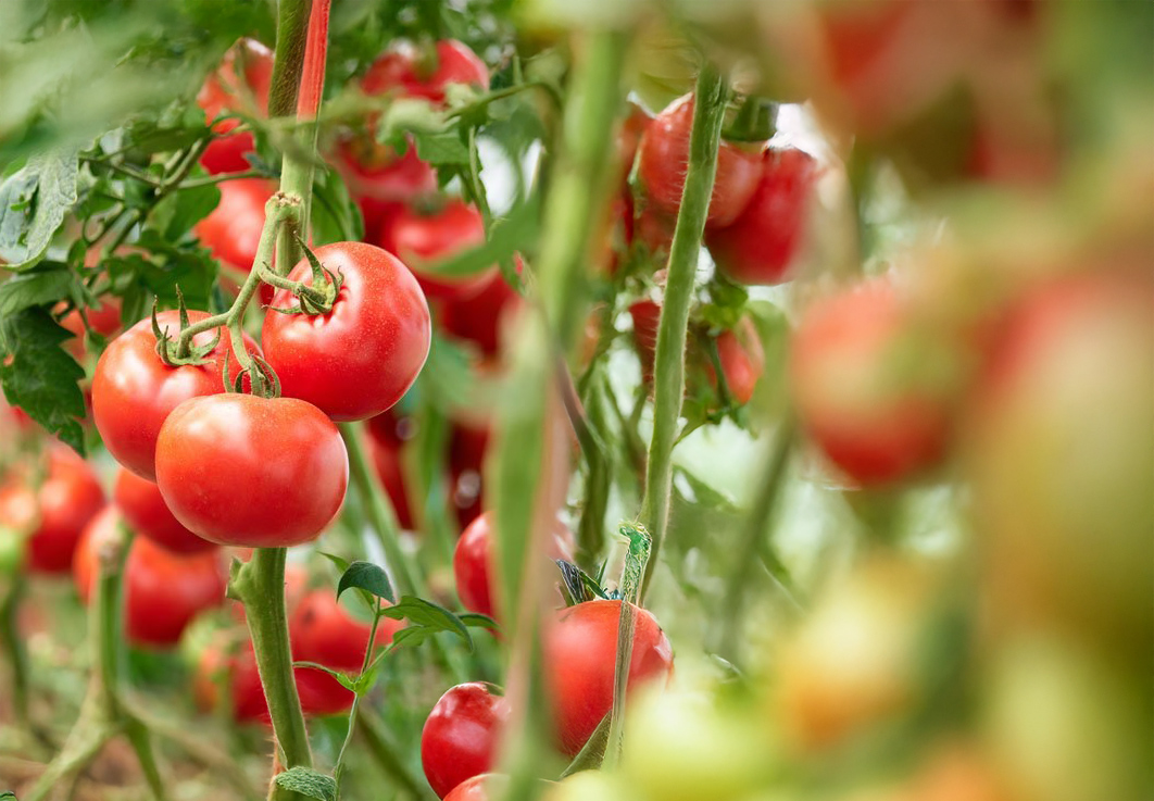 Tomatoes (Field)