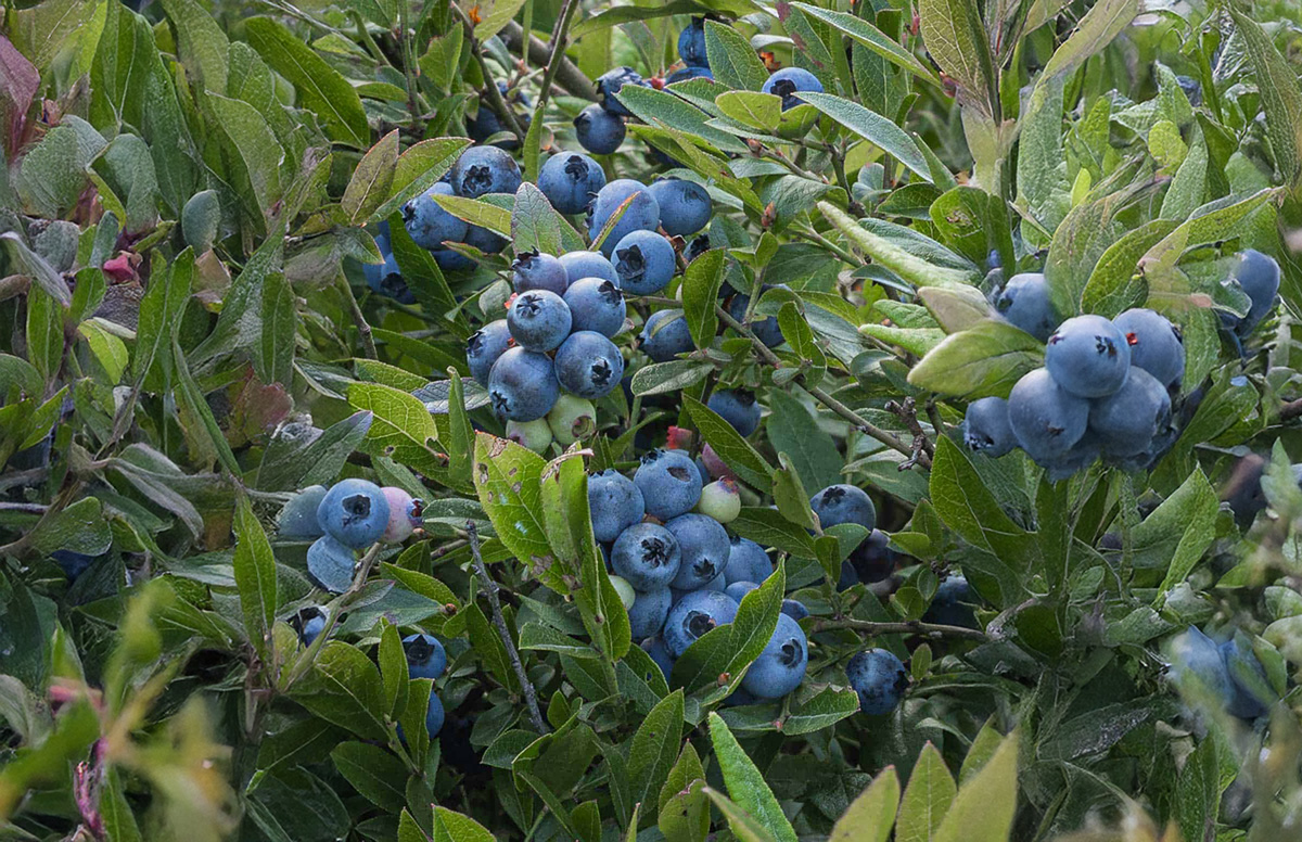 Blueberries (Wild/Lowbush)
