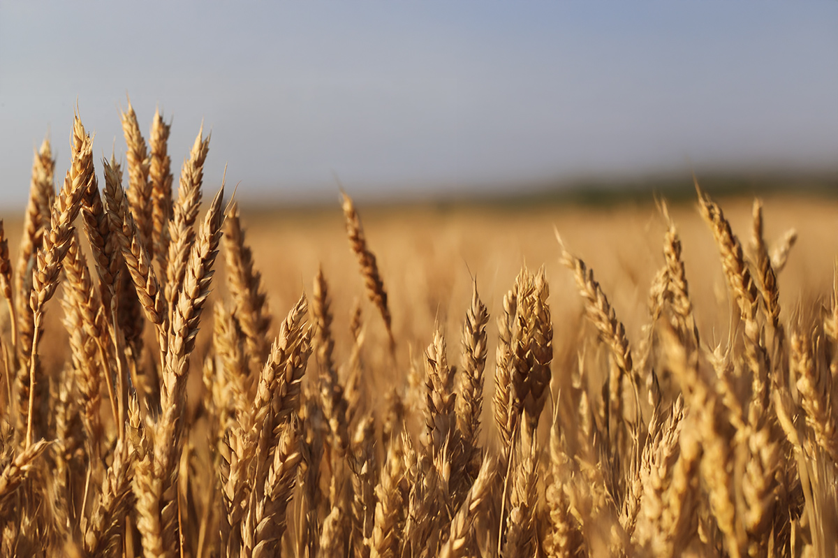 Wheat (Hard Red Spring)