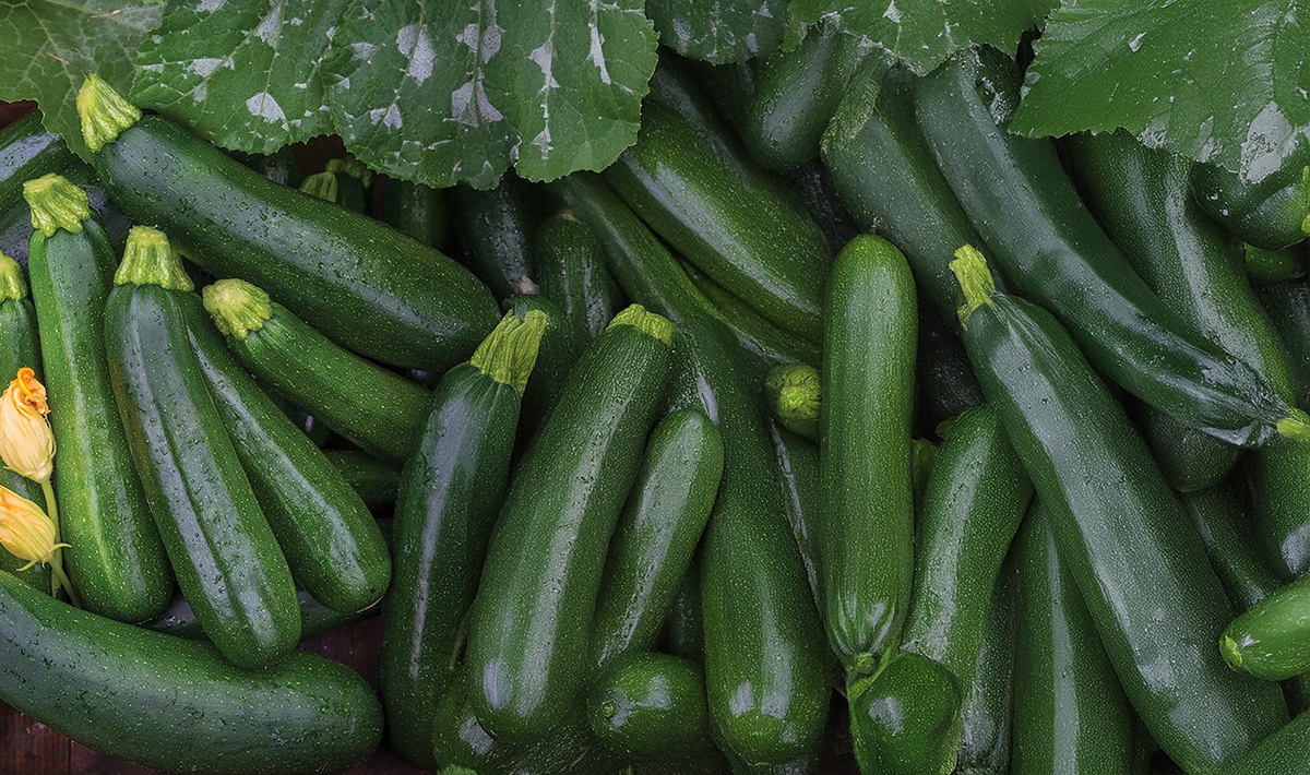 Zucchini