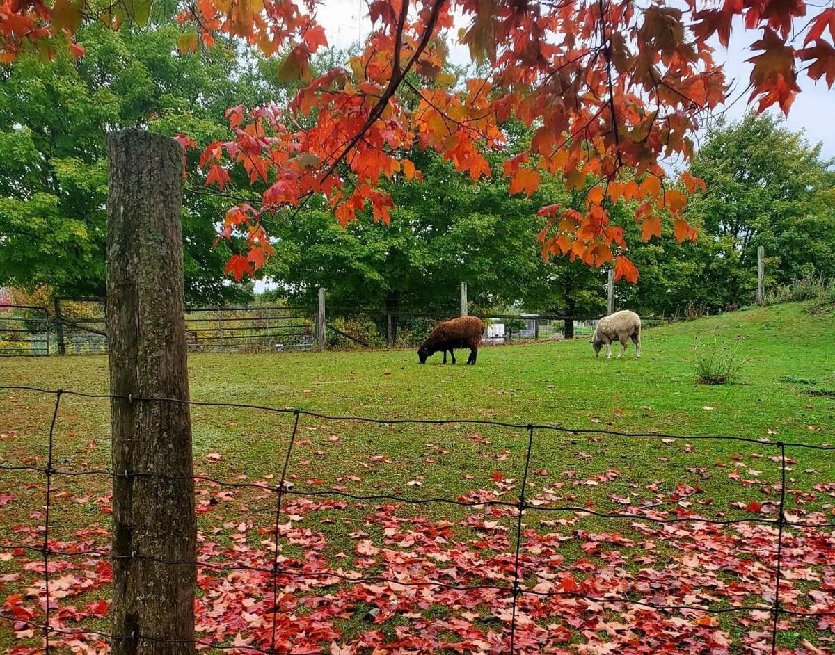 WindReach Farm