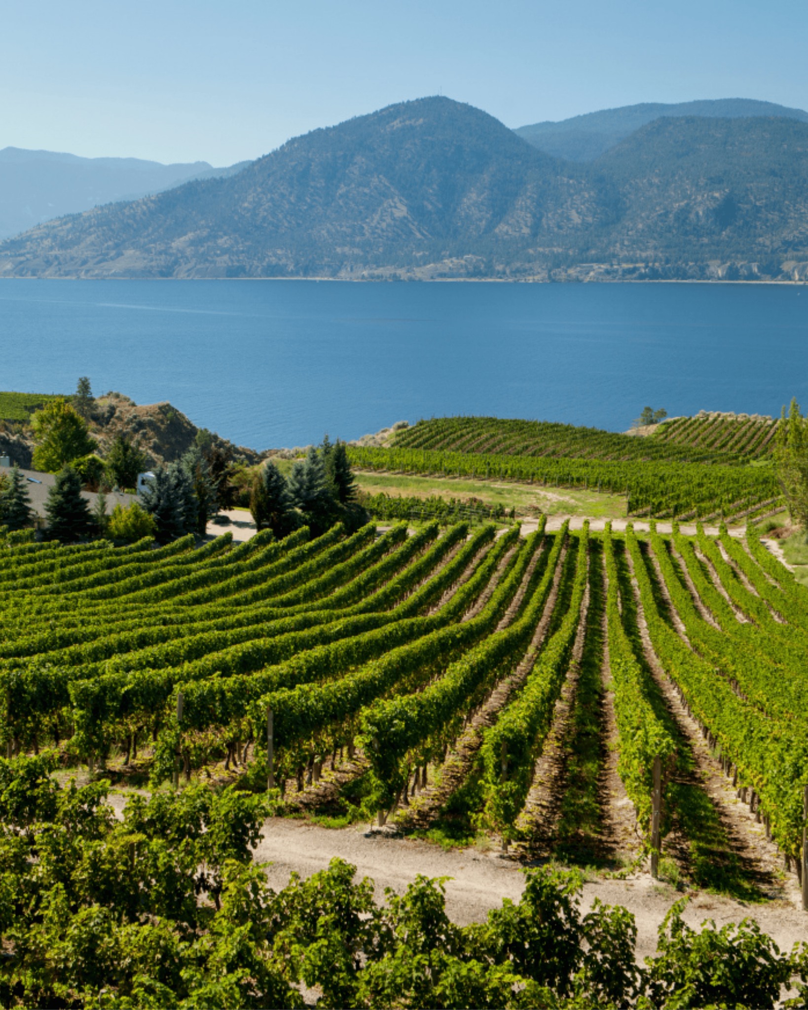Wines of British Columbia