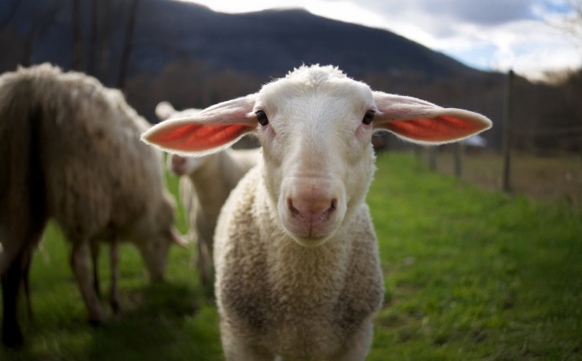 Forrest Farm Sheep & Goat Cheese Creamery cover