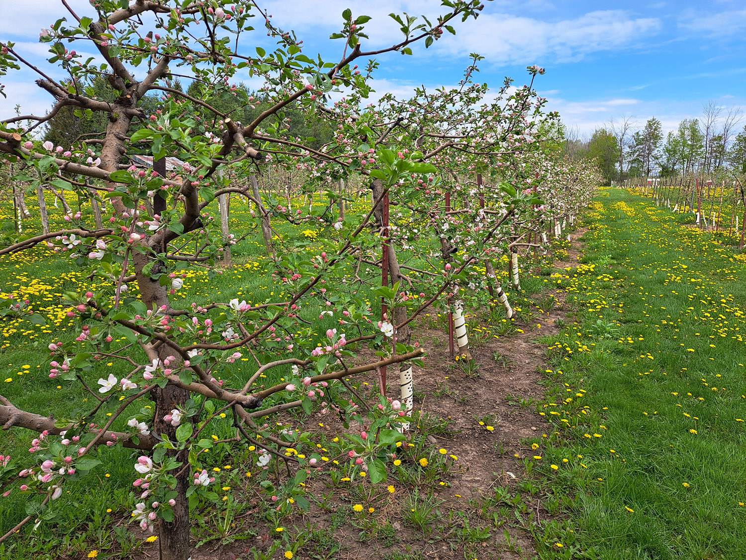 Cannamore Orchard cover