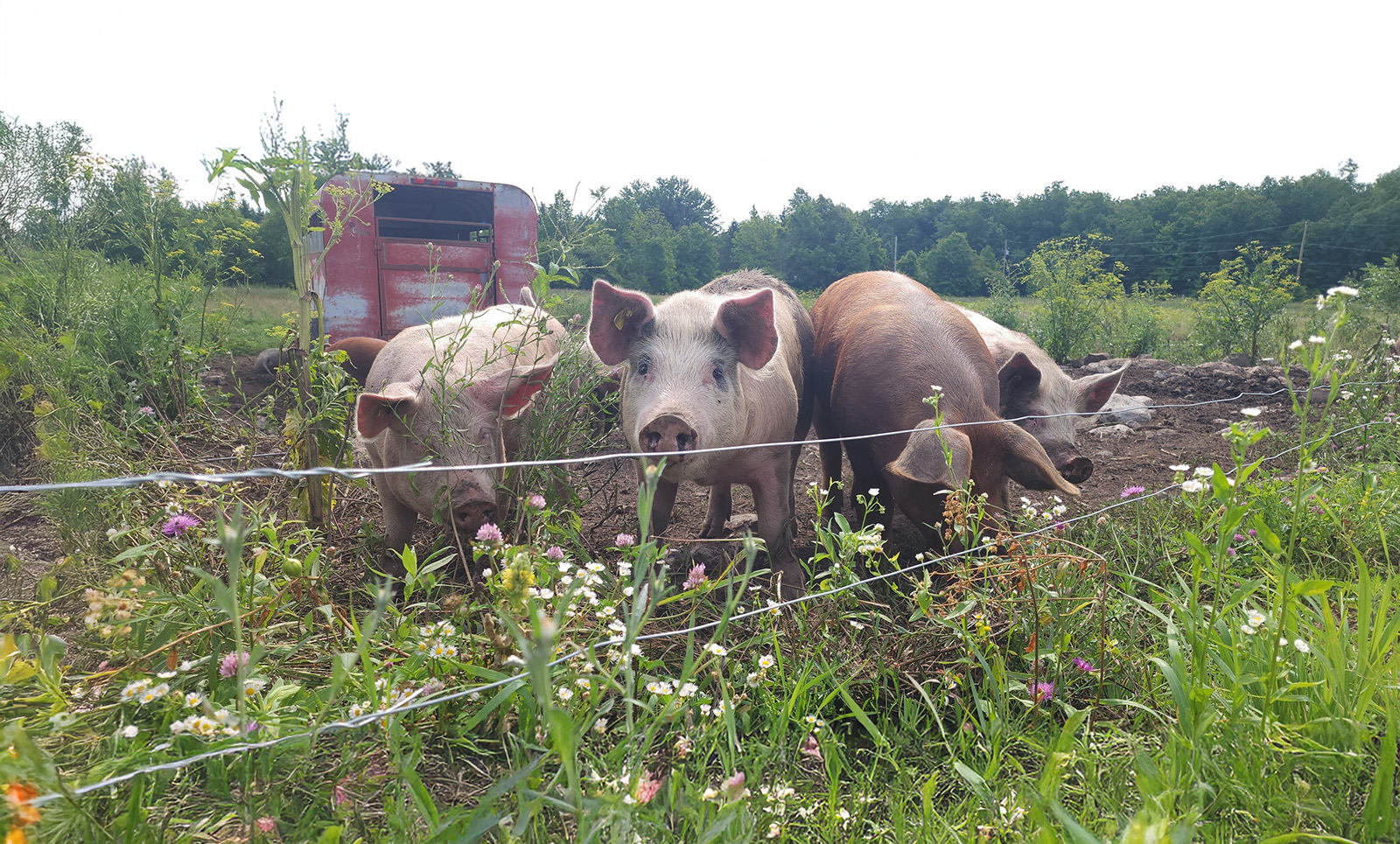 Horizon Hog Farm cover
