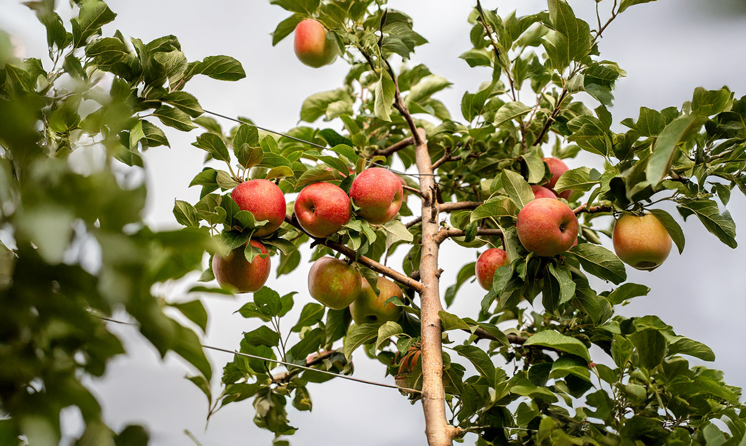Davison Orchards cover