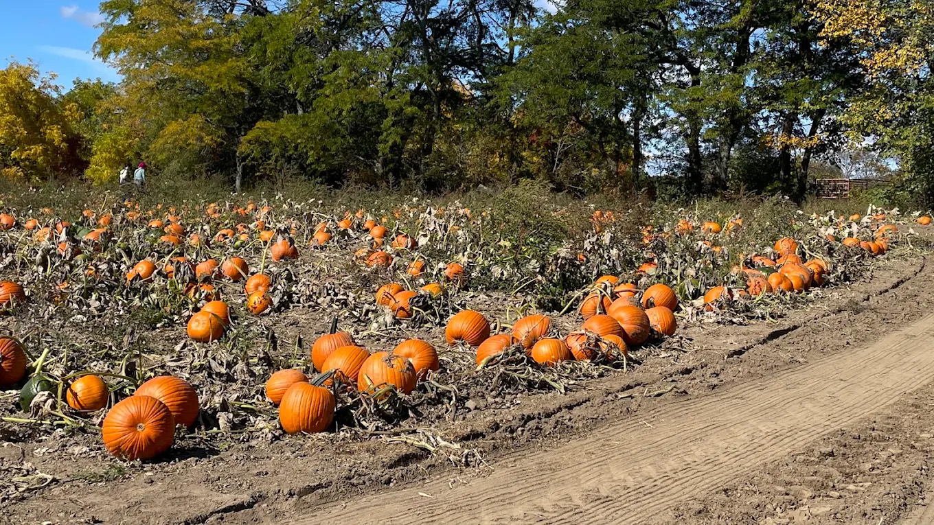 Knox Pumpkin Farm