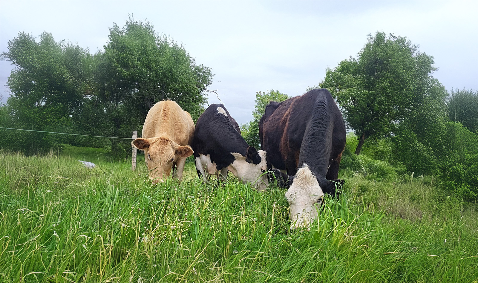 Glen Lake Pasture Farm cover