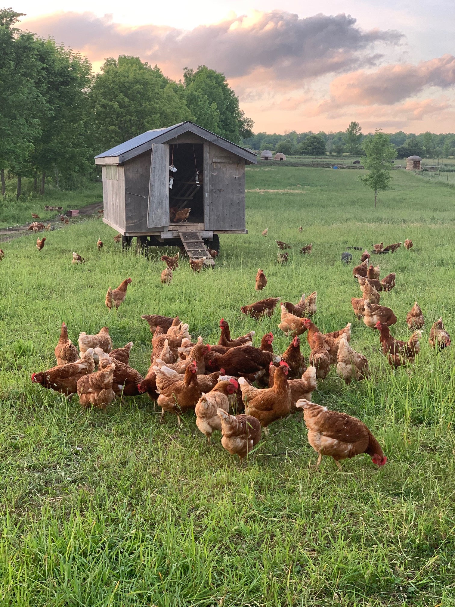 Maple Ridge Farm cover