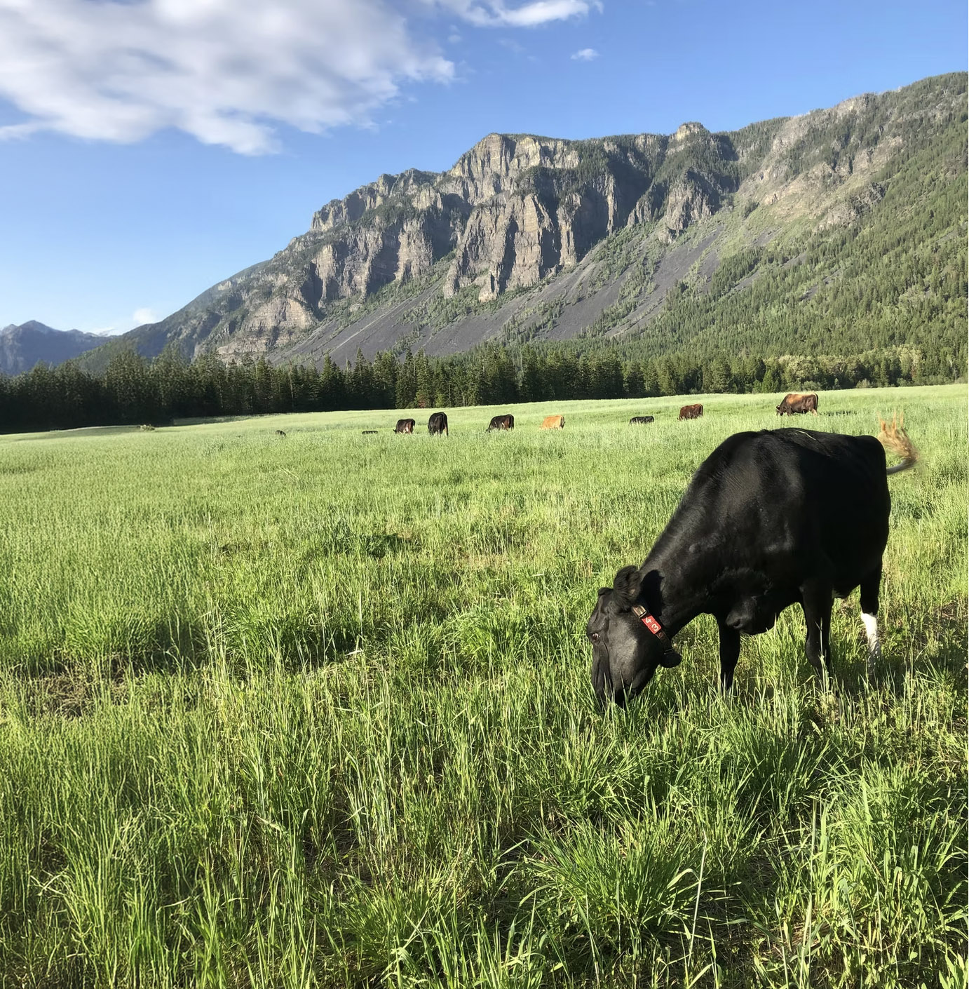 Kootenay Meadows cover
