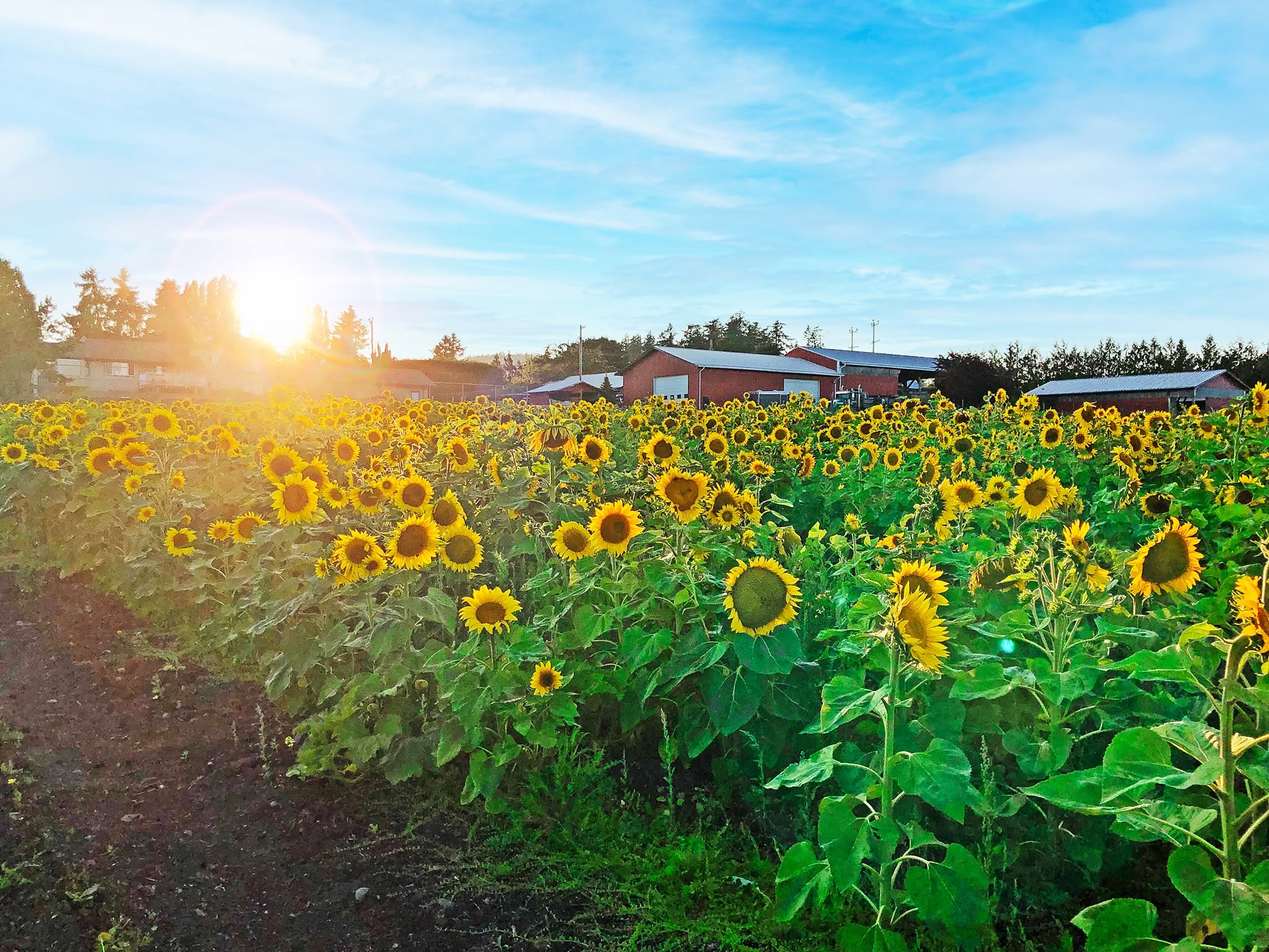 Bickford Farms cover