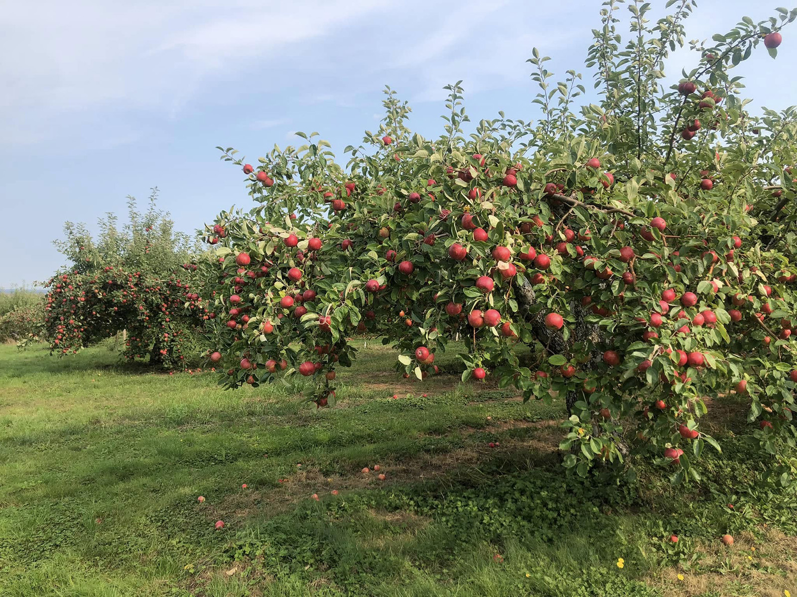 Willowbank U-Pick Farm cover