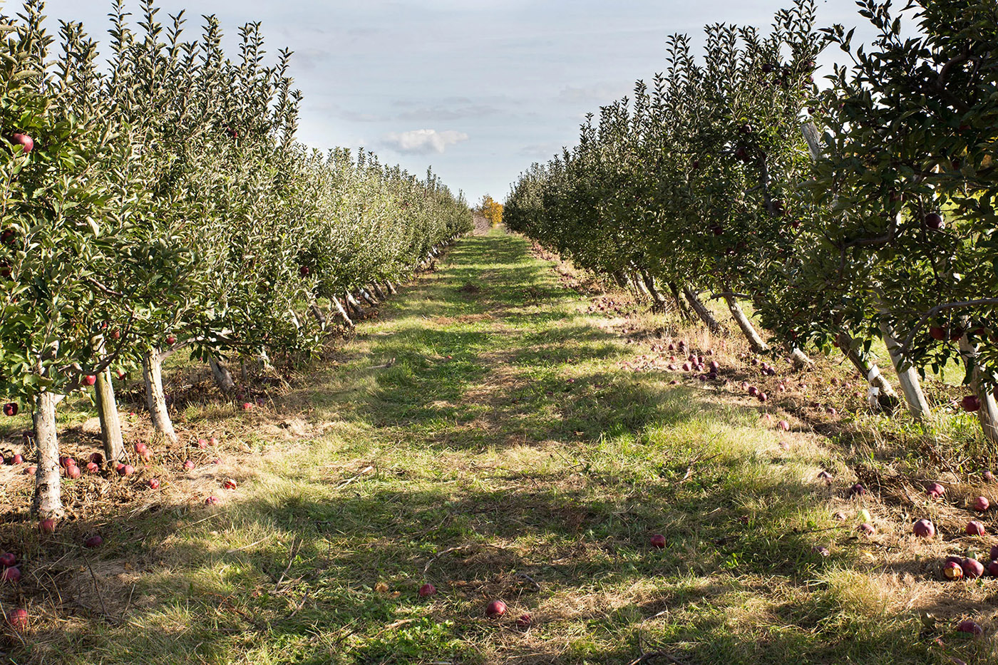 The Big'r Apple Farm cover