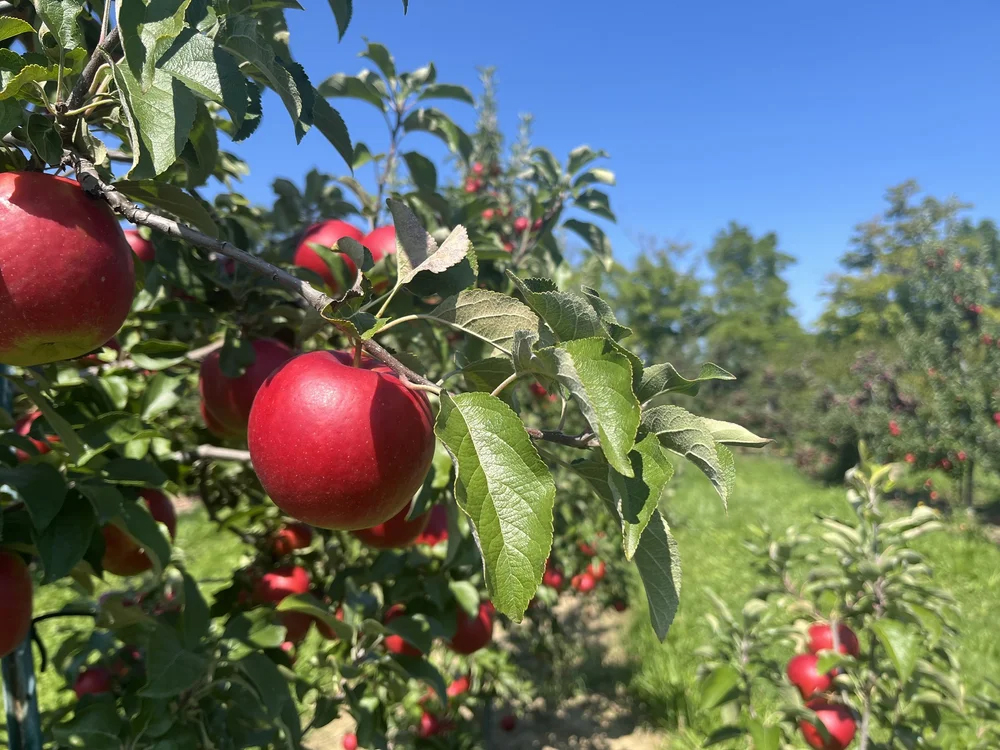 Carluke Orchards cover