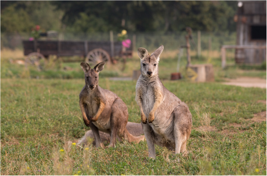 Kangaroo Creek Farm cover