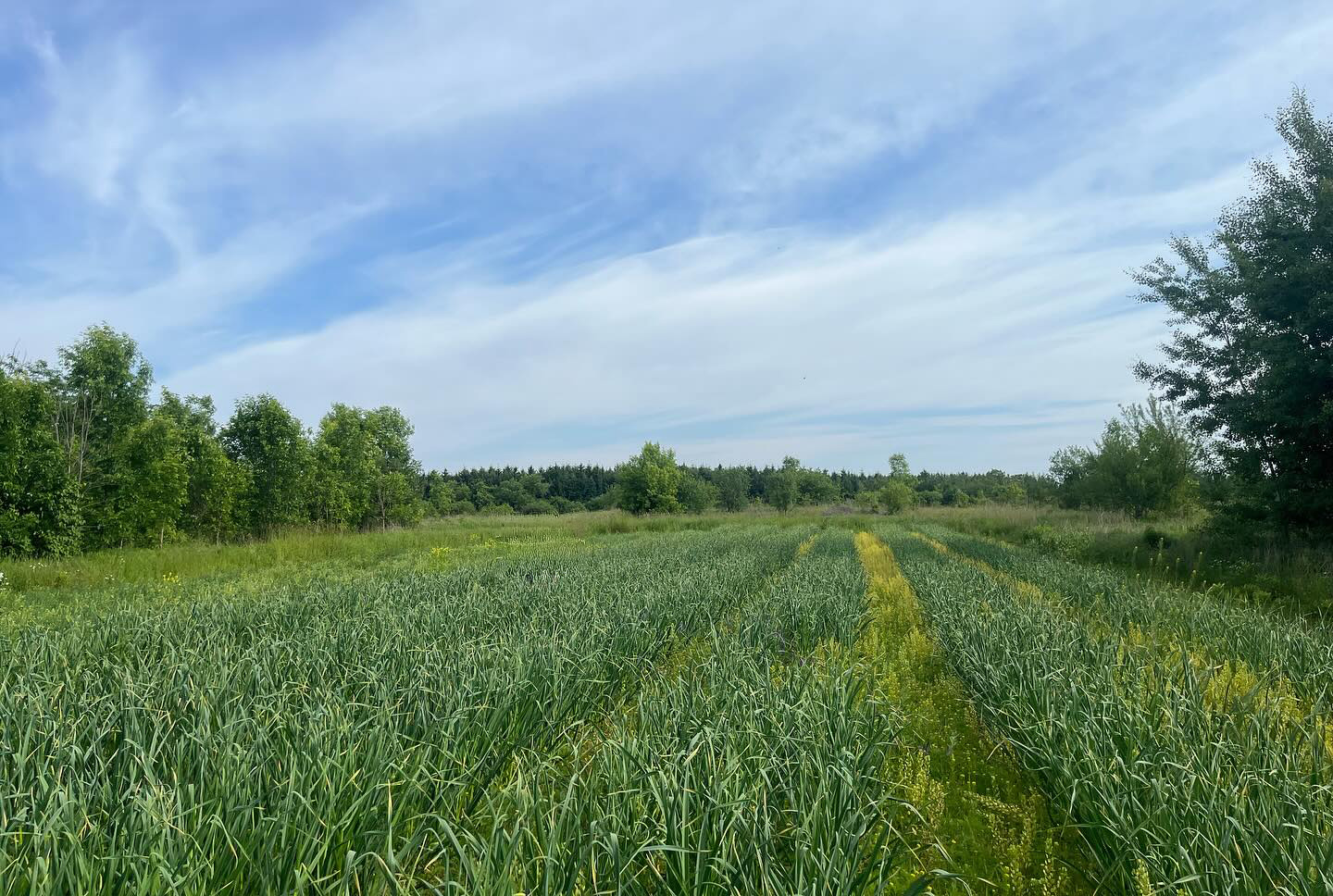 Plan B Organic Farms