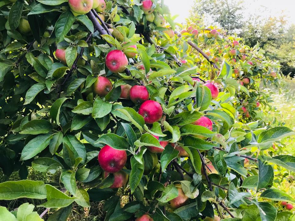 Inglis Orchardview Farm cover
