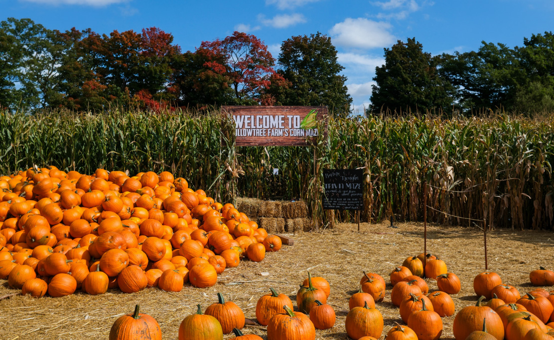 Willowtree Farm