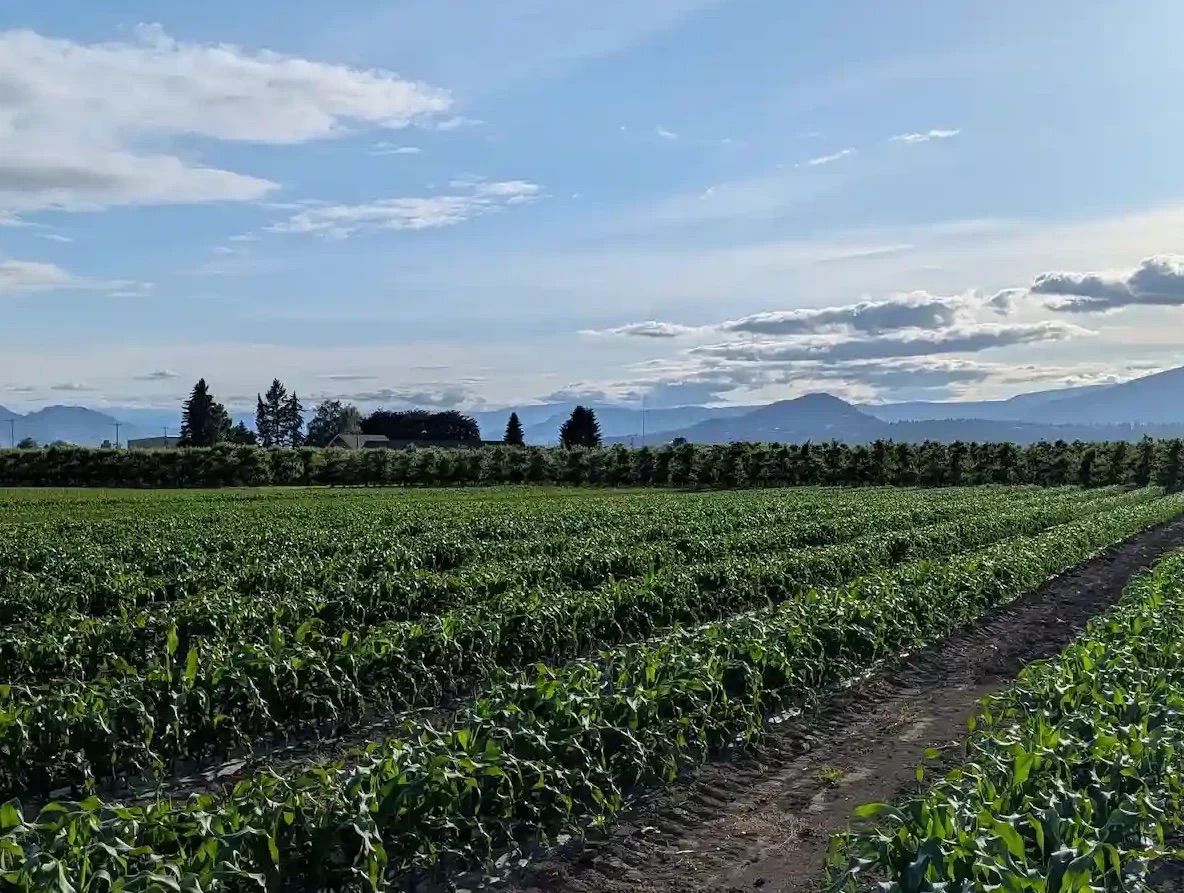 Kelowna Fruit n Veggies
