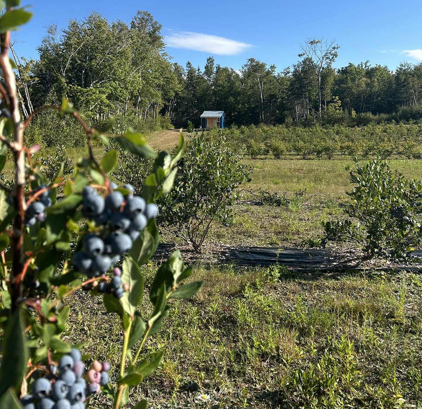 The Blueberry Orchard
