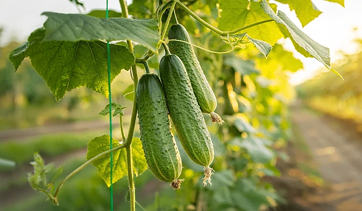 Cucumbers (Field)