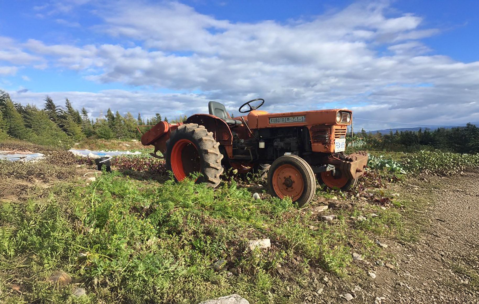 Johnson's Strawberry U-pick cover