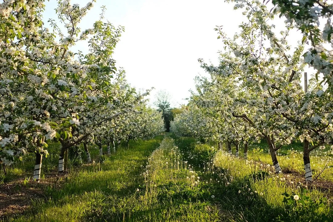 Campbell's Orchards cover