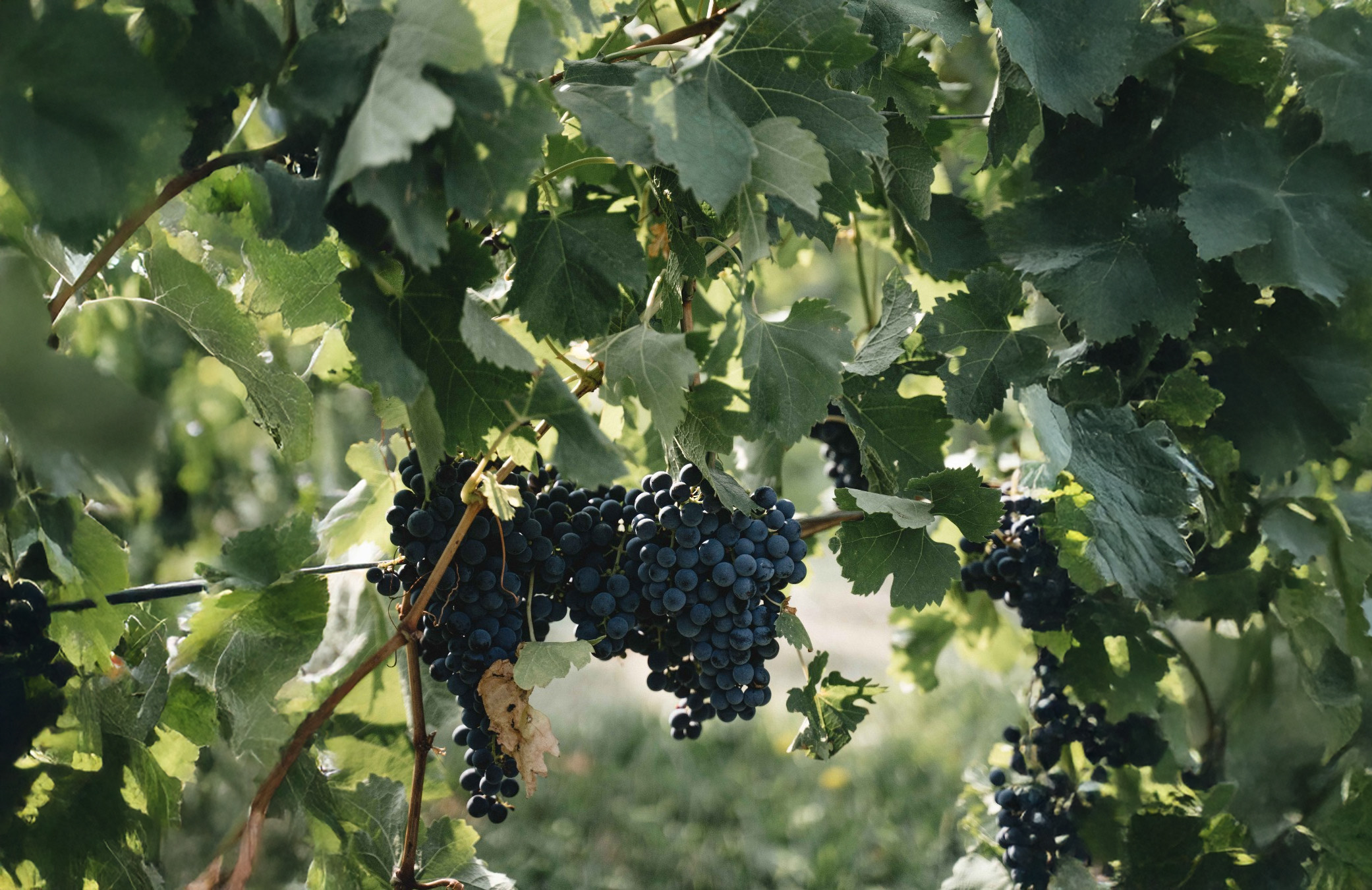 Black Hills Estate Winery cover